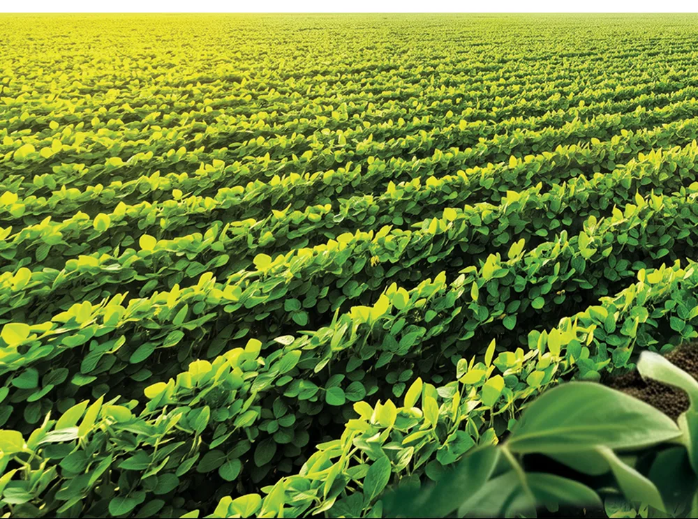 Nasayem – Field Rows of green crops growing in an Egyptian field