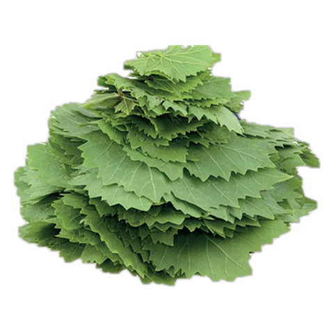 Frozen grape leaves